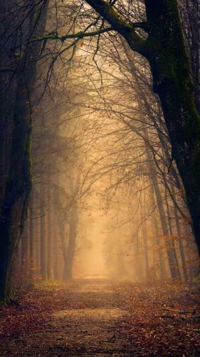Autumn Trees Park Nature Wallpaper Lockscree