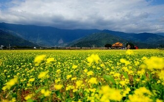 Field Of Flowers Wallpaper