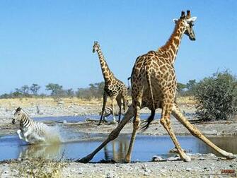 Giraffe Wallpaper