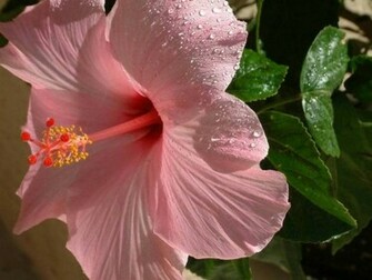 Hibiscus Flowers Wallpaper