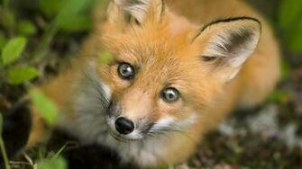 Desktop Wallpaper Animals Wolves And Foxes Red Sly Fox