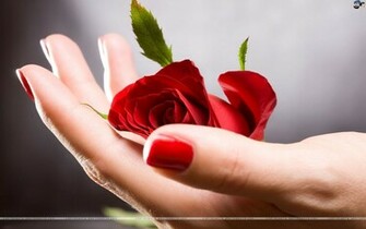 Red Roses Flowers Wallpaper For Desktop