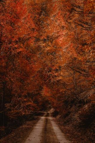 Amazing Fall Wallpaper For iPhone
