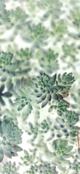 Succulent iPhone Wallpaper