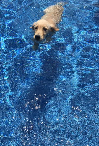 Serendipity N Dog Wallpaper iPhone Cute