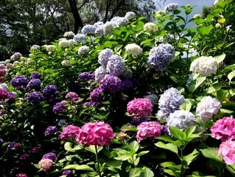 Flower Garden Wallpaper