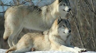 Timber Wolves Wallpaper HD Desktopinhq Net