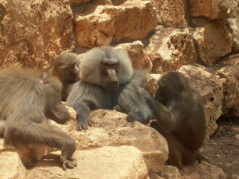 Pampered Baboon Wallpaper