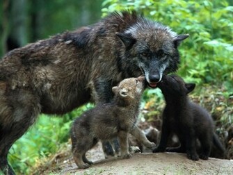 Wolf Baby Wallpaper Pictures