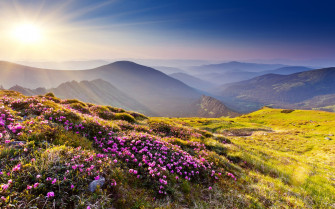Nature Landscapes Mountains Hills Plants Flowers Grass Meadow Scenic Haze Sun Wallpaper