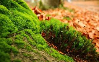 Greenish Wallpaper HD