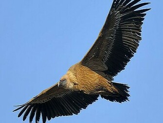 Vulture Wallpaper
