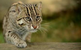 Wildcat Wallpaper Animal