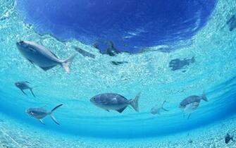 Select Set As Desktop Background Wallpaper Animals Under
