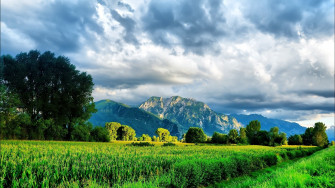 Green Nature Wallpaper