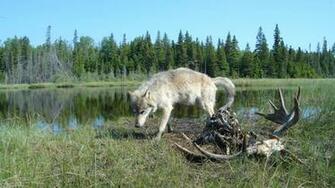 Lone Wolves On Michigan S Isle Royale An Island Dilemma