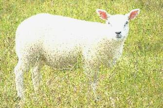 Sheep Lamb Photos Desktop Background Wallpaper