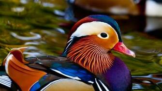 On July By Admin Comments Off Mandarin Duck HD Wallpaper