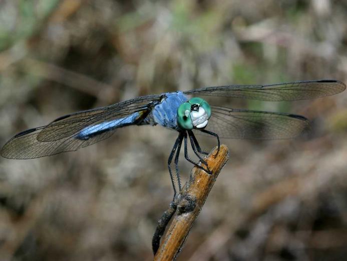 Dragonfly Screensaver Is Completely