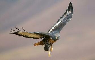 Birds Of Prey Amazing Wallpaper HD