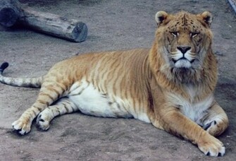 Liger HD Animal Wallpaper High Resolution