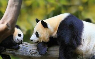 Nature Animal Bird National Geographic Panda Forest Baby