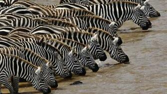 Pin Zebra Baby Wallpaper Muzic