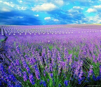 Lavender Flowers Wallpaper HD Topwallpaper