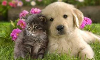 HD Wallpaper Schattige Wezens Svetlenky Pup Kitten Polosatenky