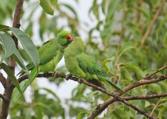 Beautiful Love Birds Wallpaper