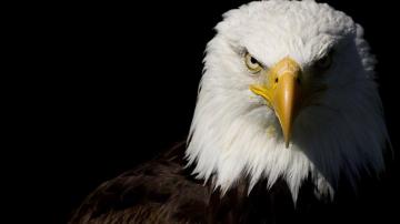 Bald Eagle Wallpaper On