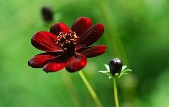 Up Flower Kosmeya Maroon Sunny Bud Wallpaper Photos Pictures