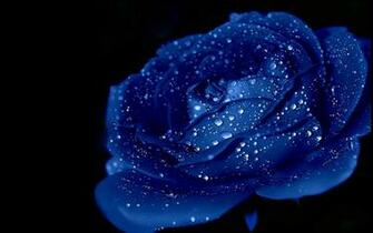 Blue Rose Wallpaper HD Pictures Topwallpaper