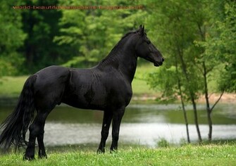 Friesian Horse Pictures
