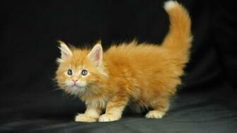 Pictures Lolcat Funny Cat Desktop Wallpaper Picture