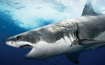Beautiful Tiger Shark Pictures And Wallpaper