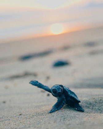 Baby Sea Turtles Wallpaper