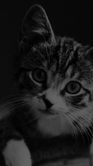 Best Cat iPhone HD Wallpaper