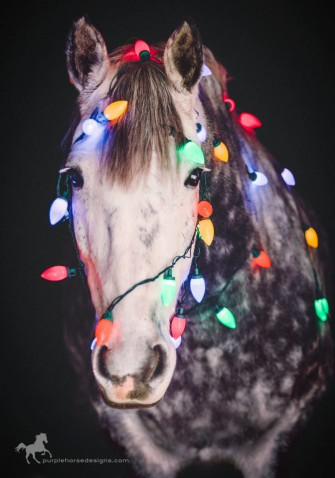 To Be Continued Cute Horse Pictures Horses With
