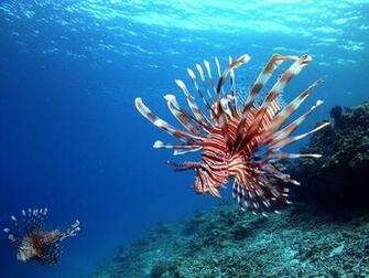 Beautiful Underwater iPad Wallpaper