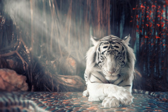 White Tiger Dreamy HD Animals 4k Wallpaper Image