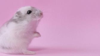 Hamster Background Image Awb