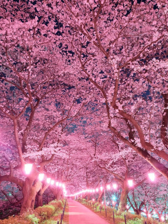 Japanese Pink Wallpaper