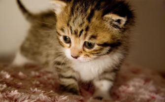 Cute Baby Animal Wallpaper