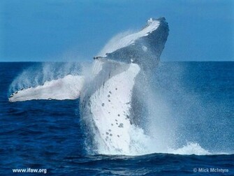 Blue Whale Facts Pictures HD Wallpaper Car Tuning