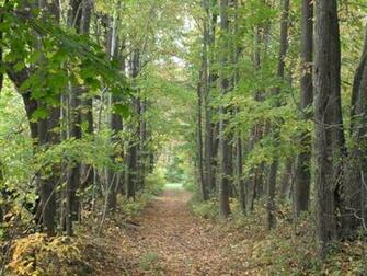 Path Through Woods Forest Park Trees HD Wallpaper Background