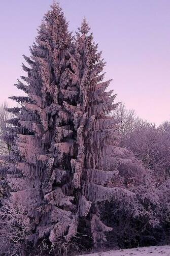 Winter Forest iPhone HD Wallpaper