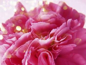 Pictures Pink Peony Wallpaper Desktop Replacement