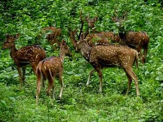 Herd Of Deer In The Forest HD Wallpaper Background Image