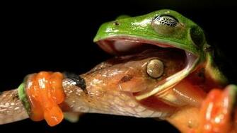 Cool Snake Wallpaper